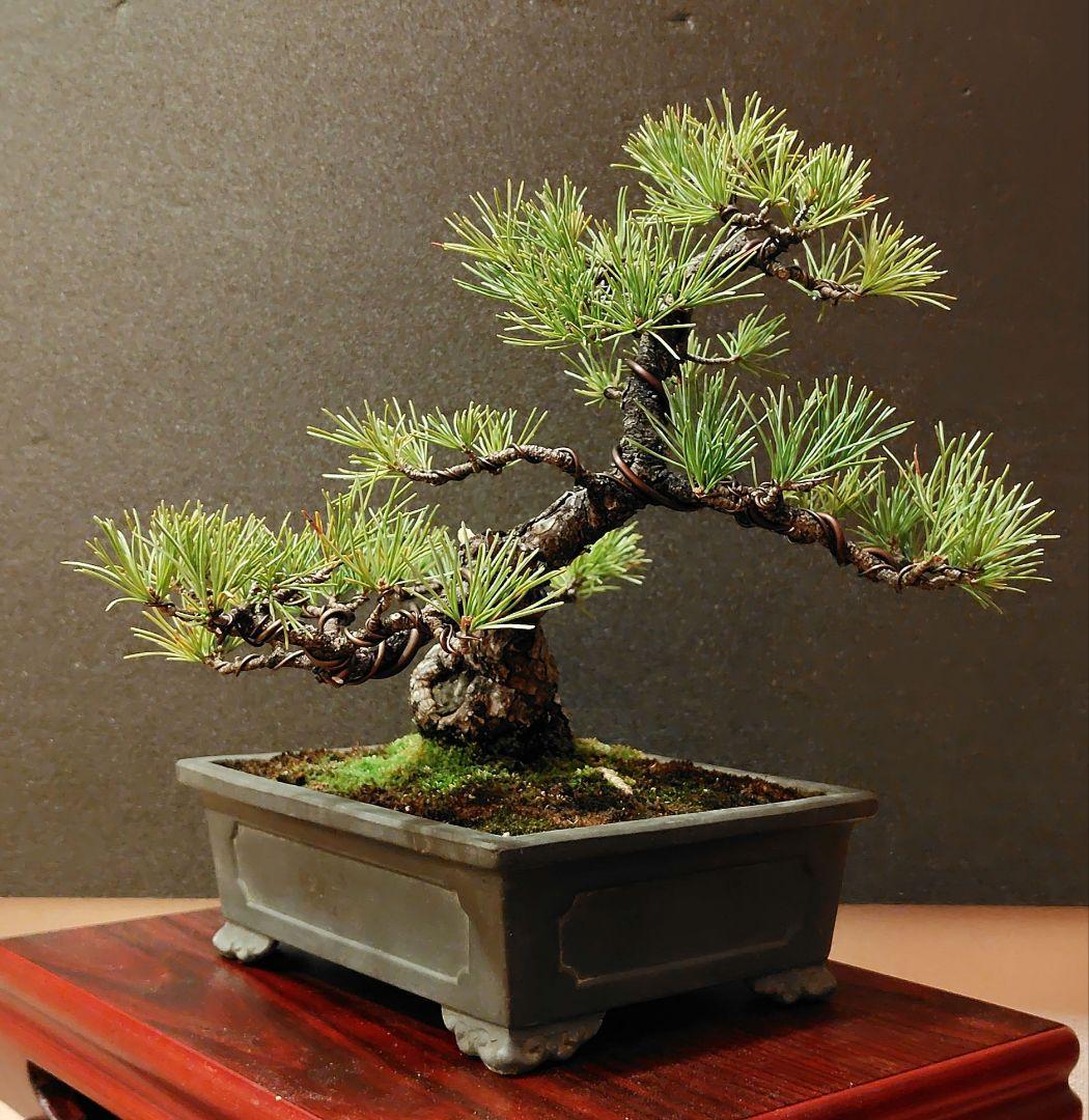 五葉松盆栽！