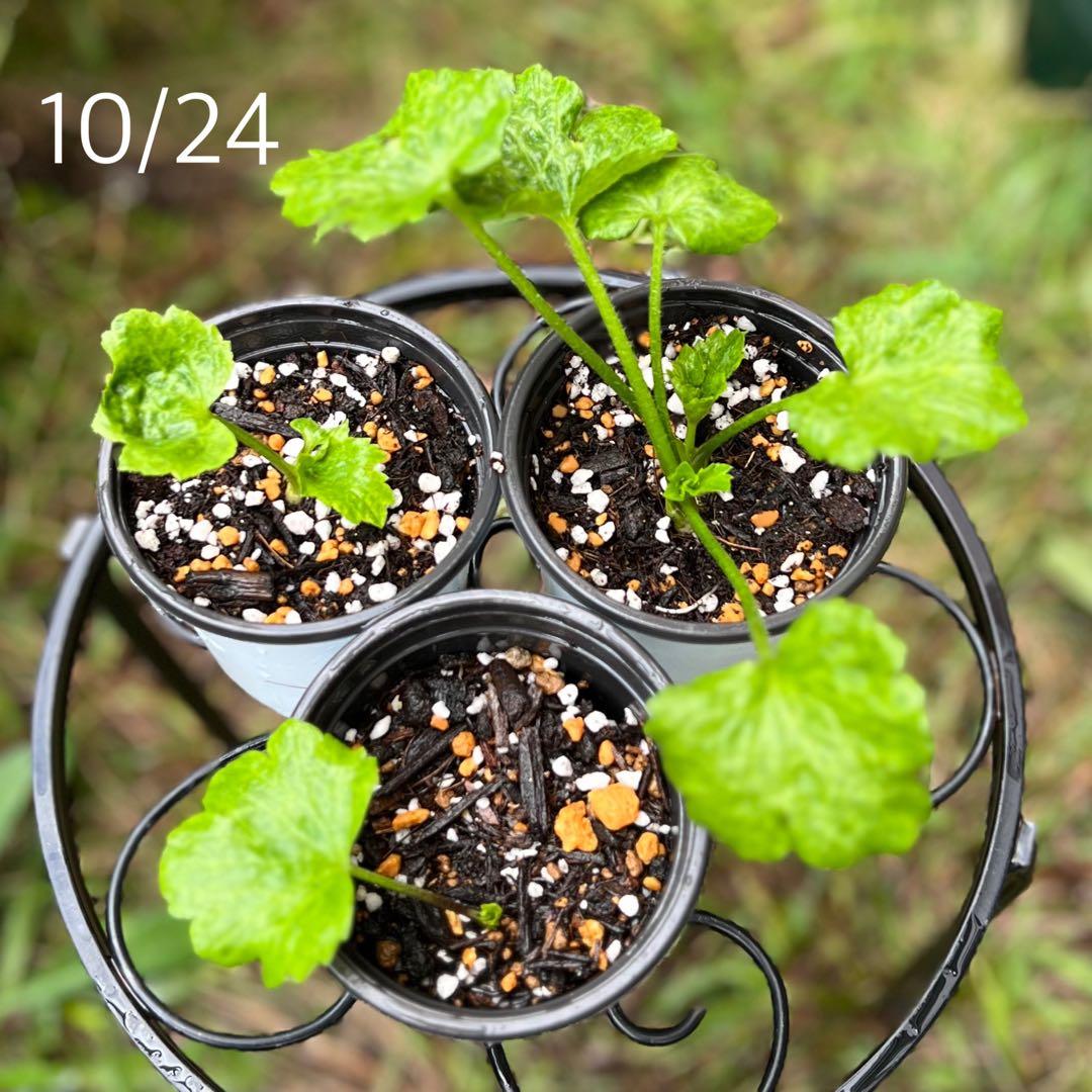 専用　　花苗 3ポット