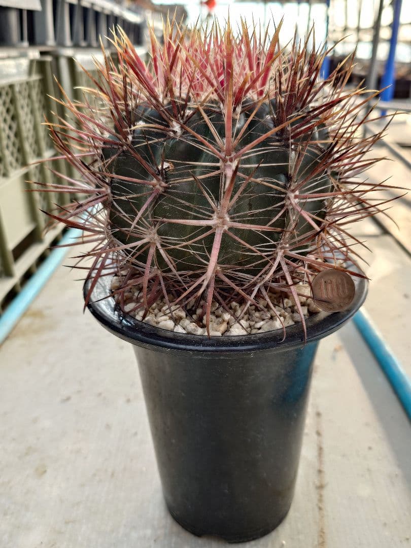 希少　サボテン　フェロカクタス　紅裳竜　実生　※鉢のまま発送