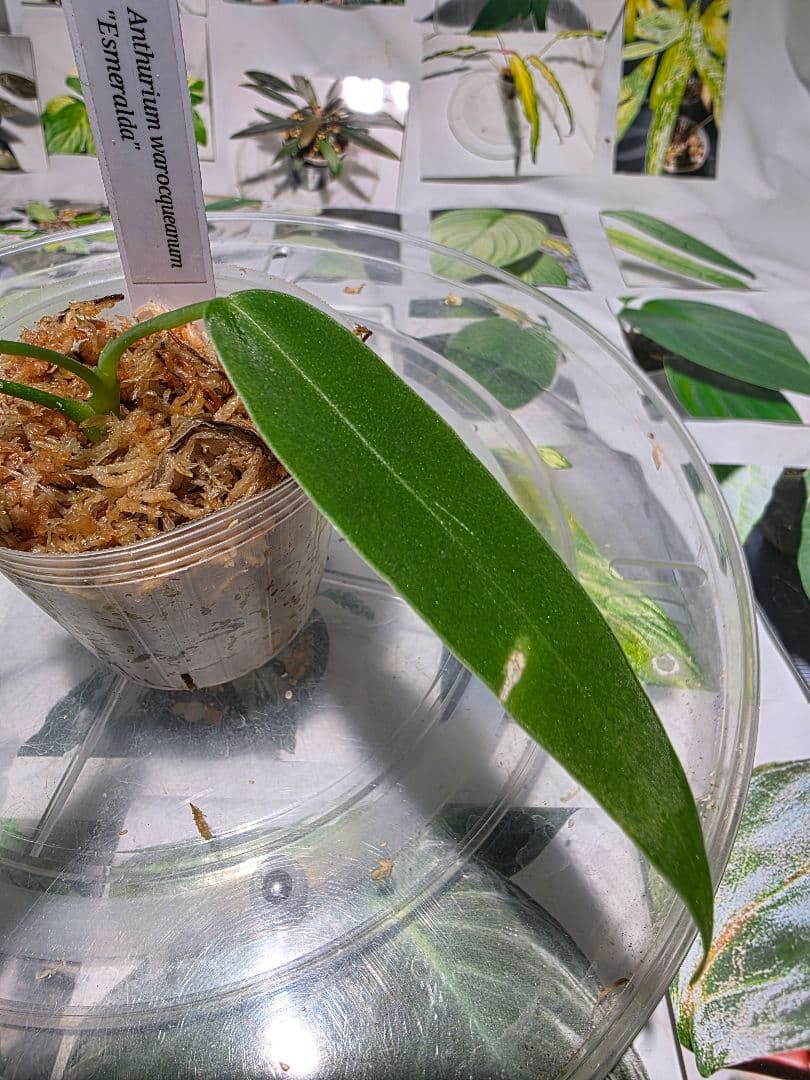 熱帯植物　‼️無地‼️　アンスリウム　ワロクアーナム\"エスメラルダ\"