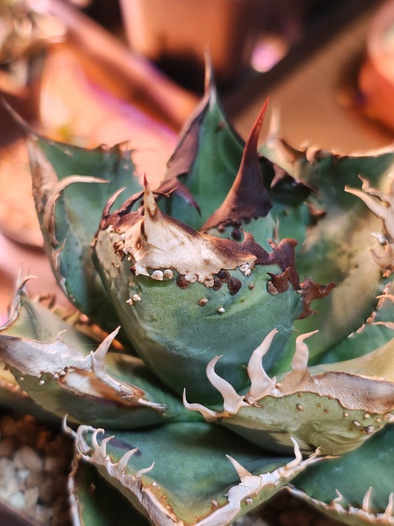 アガベ　子株　ブツブツ　スタッズ