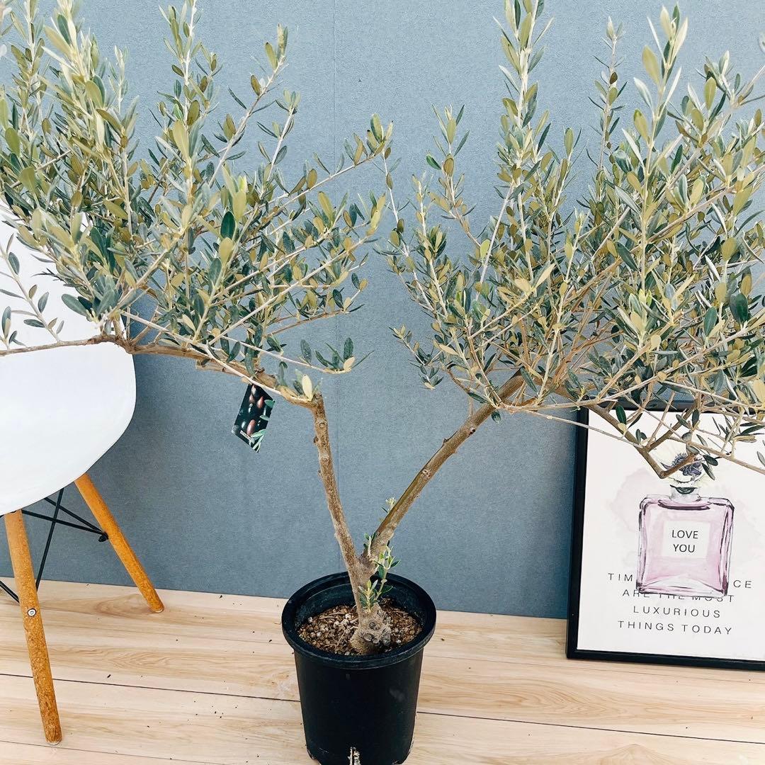 ［現品］24番 創樹　オリーブ　マンザニロ　8号　常緑樹　オリーブの木　ユニーク