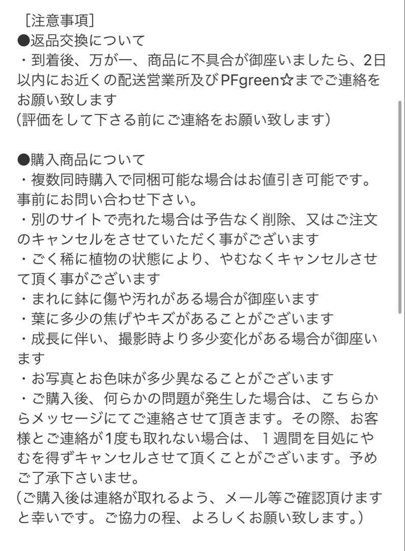 ［現品］24番 創樹　オリーブ　マンザニロ　8号　常緑樹　オリーブの木　ユニーク