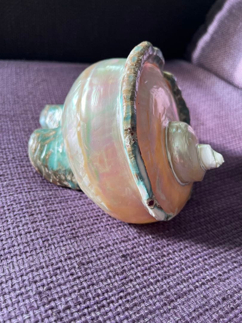 【一点物】座間味島で磨いた夜光貝 沖縄の海 ヒーリングインテリア【魔除け 開運】