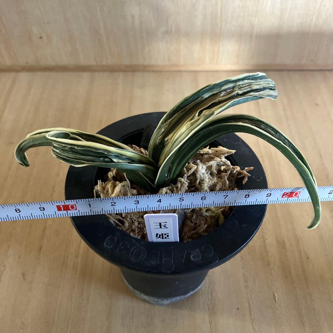 万年青　オモト　玉姫