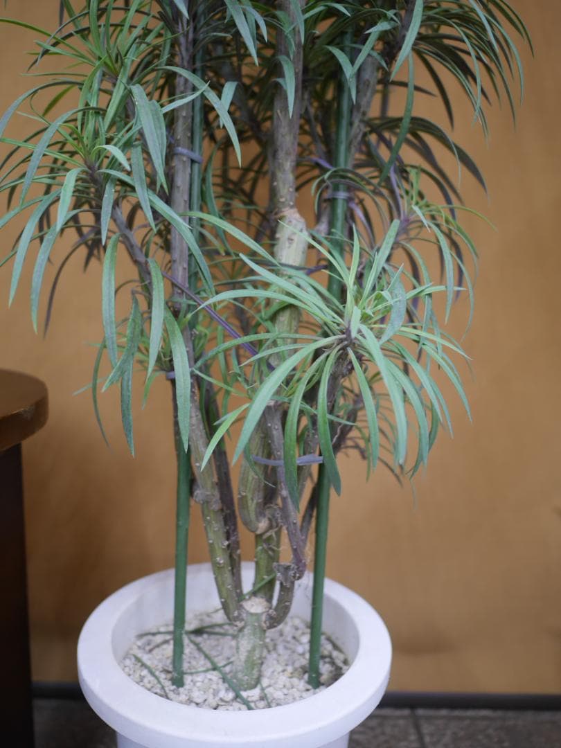 セネシオ　クレイニア　モンキーツリー　観葉植物　7号　約105センチ