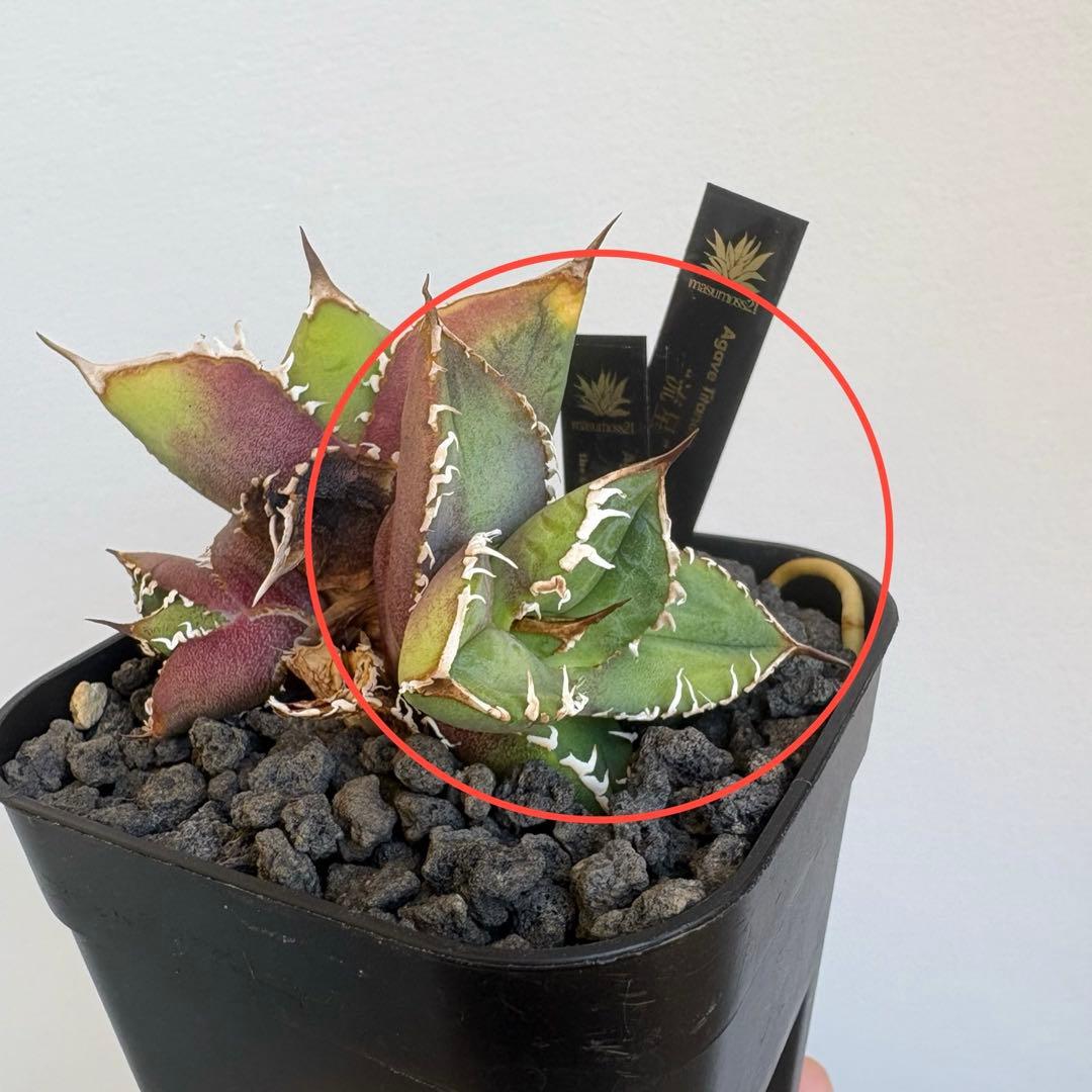 アガベ Lize血統 流星 子株