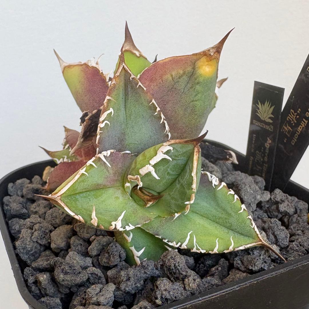 アガベ Lize血統 流星 子株