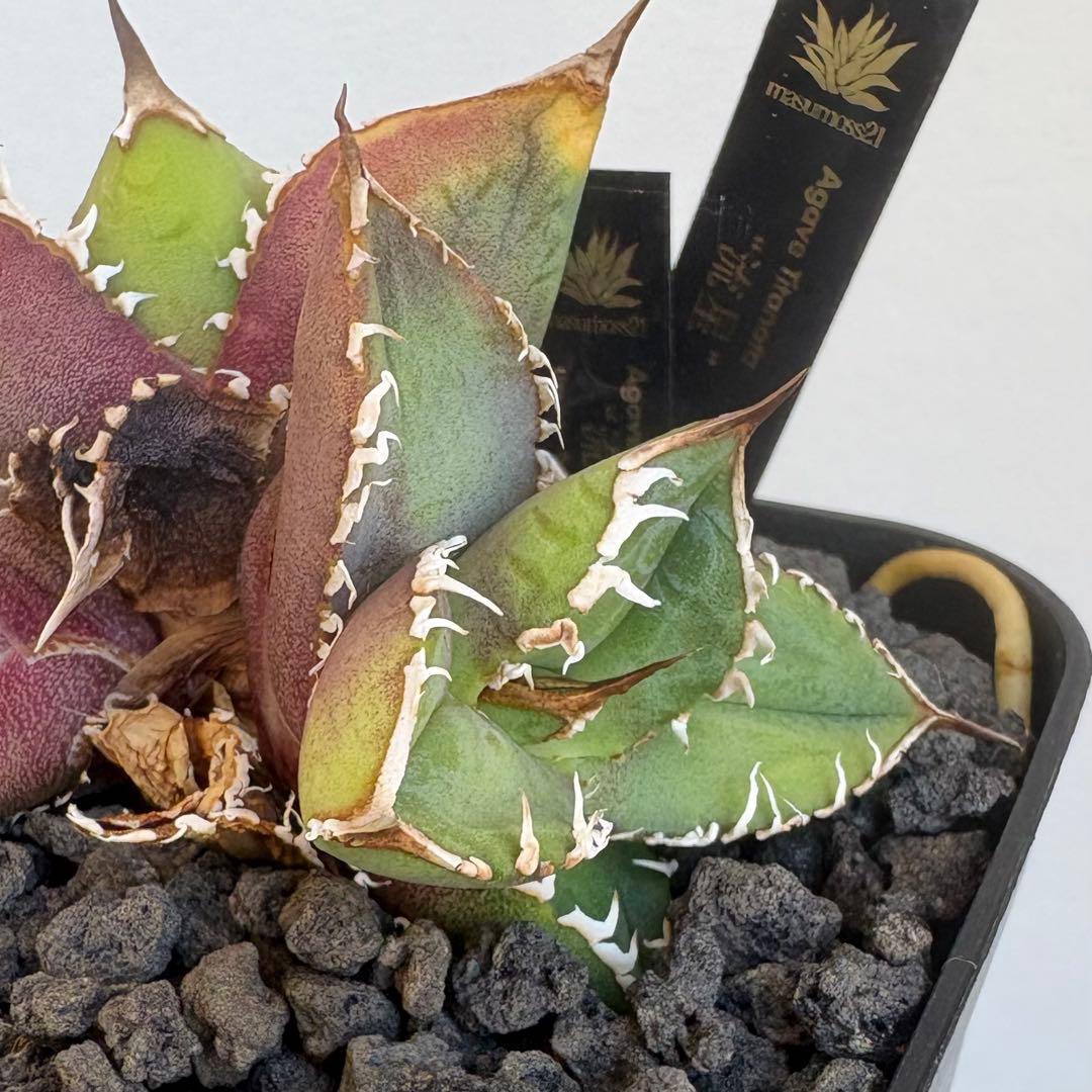 アガベ Lize血統 流星 子株