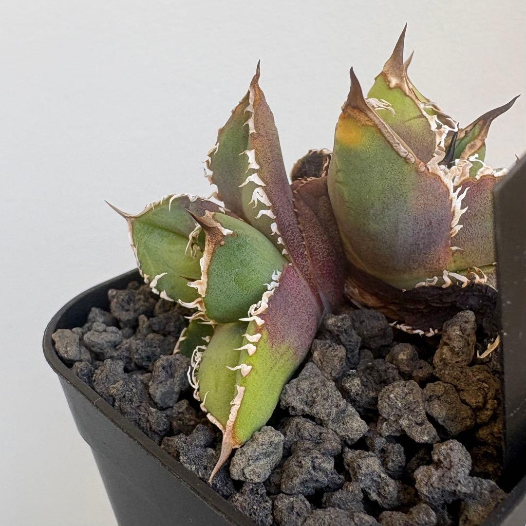 アガベ Lize血統 流星 子株