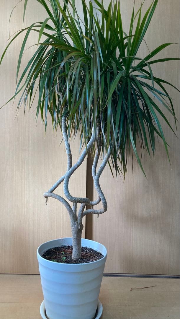 観葉植物 ドラセナ コンシンネ 1.6m 曲り龍