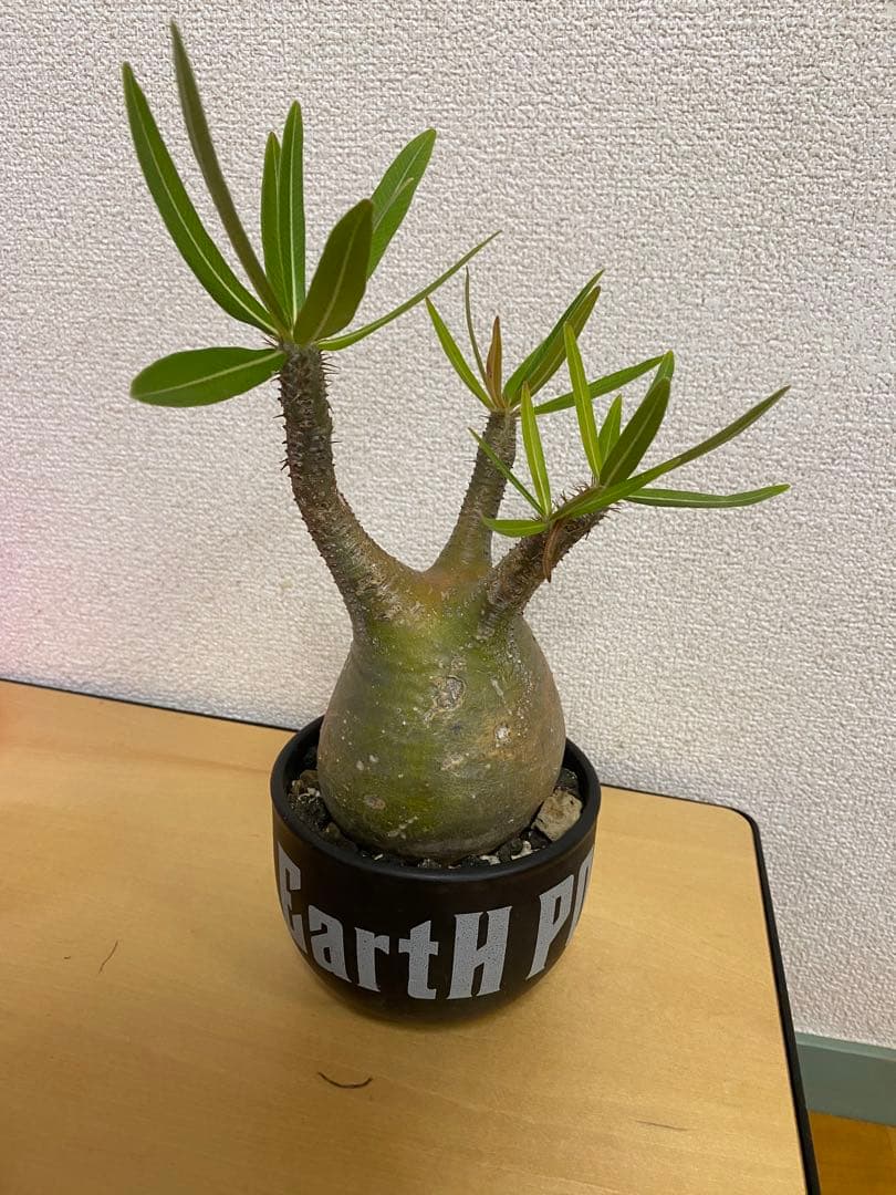 パキポディウムグラキリス　　 塊根植物