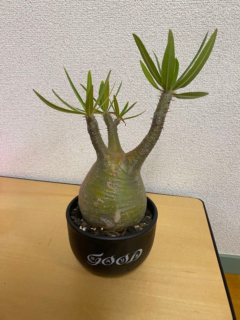 パキポディウムグラキリス　　 塊根植物