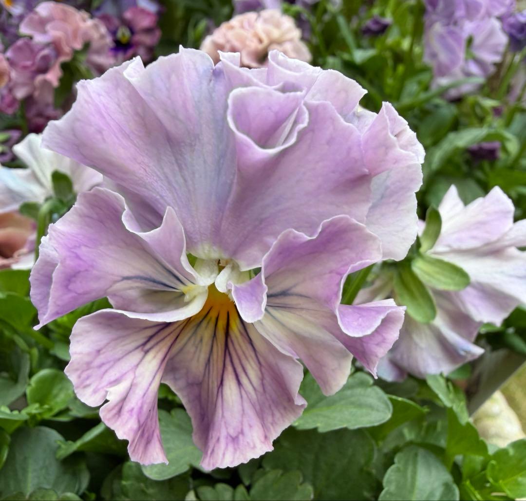 hanana様　パスフリフリル5点