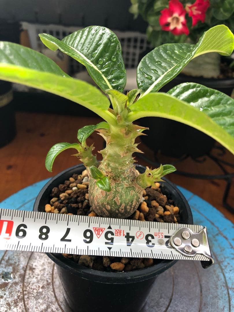 パキポディウム　ウィンゾリー　国内実生株　①