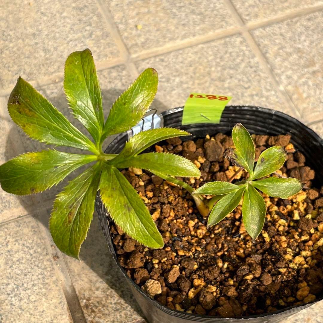 ラ*ク様 ❤️開花株❤️プチプチ新芽❤️1288 小輪【⭐️2024 NO1⭐️