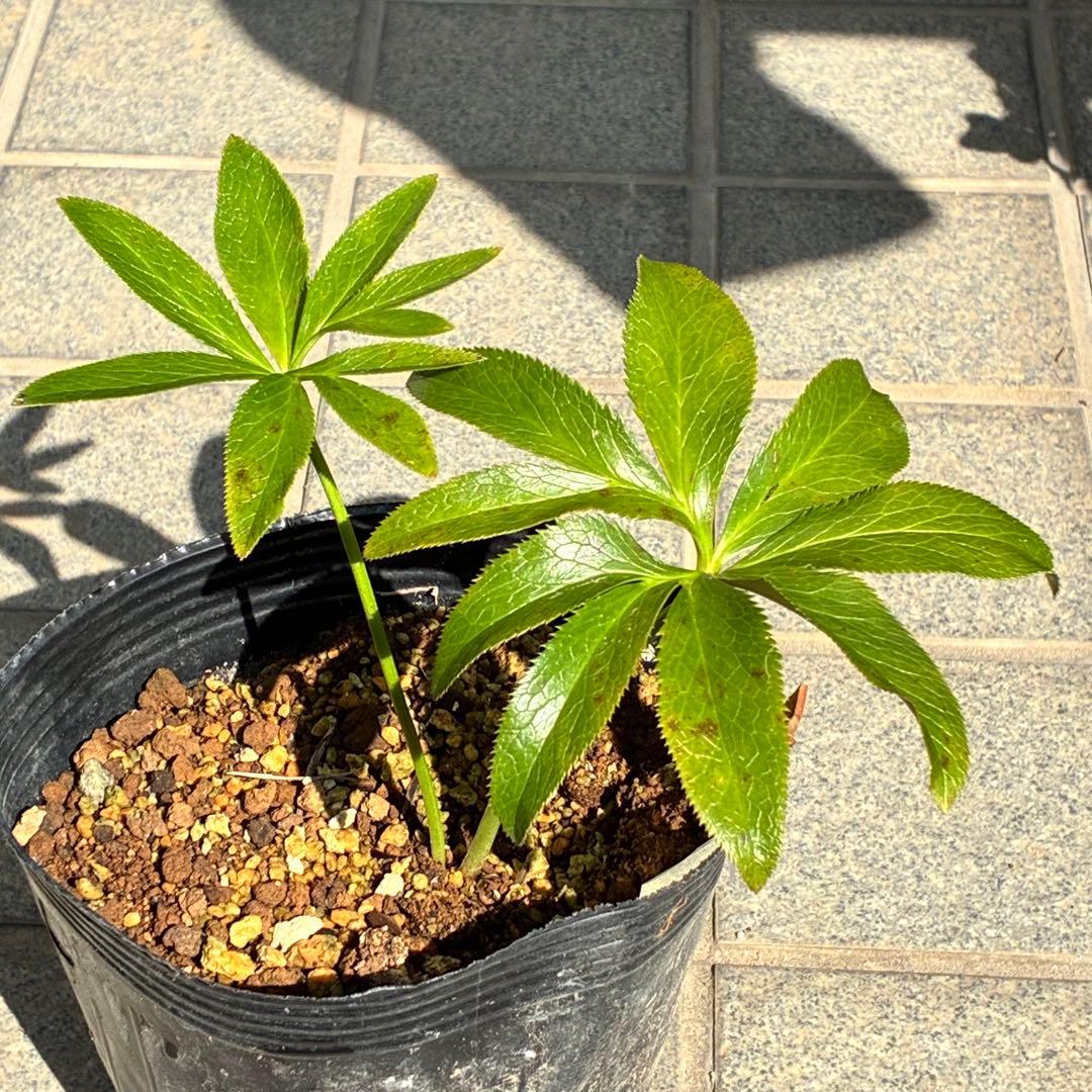 ラ*ク様 ❤️開花株❤️プチプチ新芽❤️1288 小輪【⭐️2024 NO1⭐️