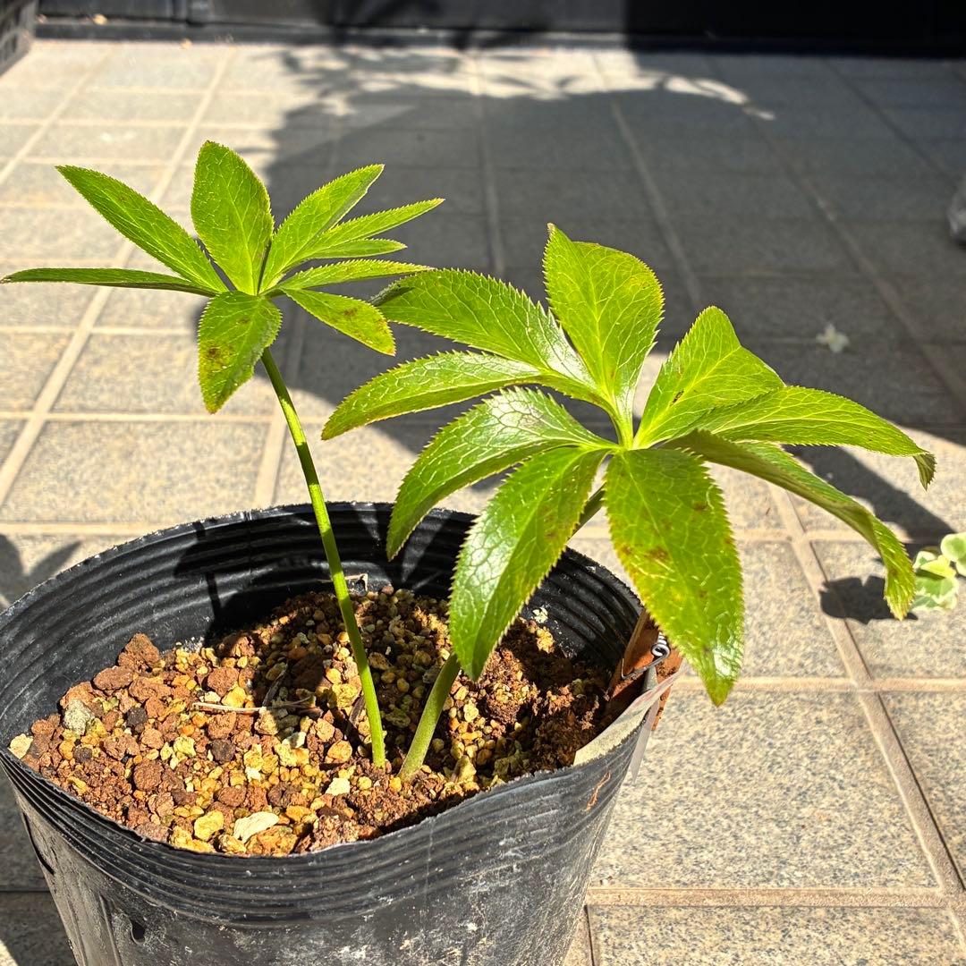 ラ*ク様 ❤️開花株❤️プチプチ新芽❤️1288 小輪【⭐️2024 NO1⭐️