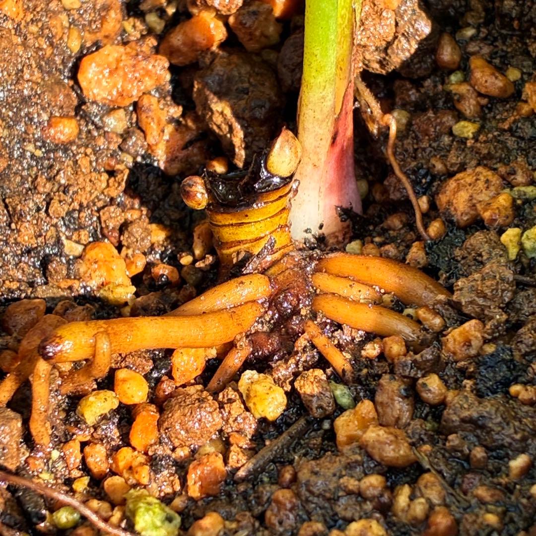 ラ*ク様 ❤️開花株❤️プチプチ新芽❤️1288 小輪【⭐️2024 NO1⭐️