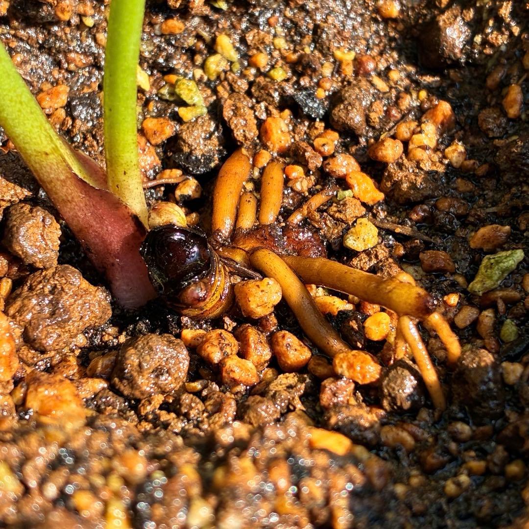 ラ*ク様 ❤️開花株❤️プチプチ新芽❤️1288 小輪【⭐️2024 NO1⭐️