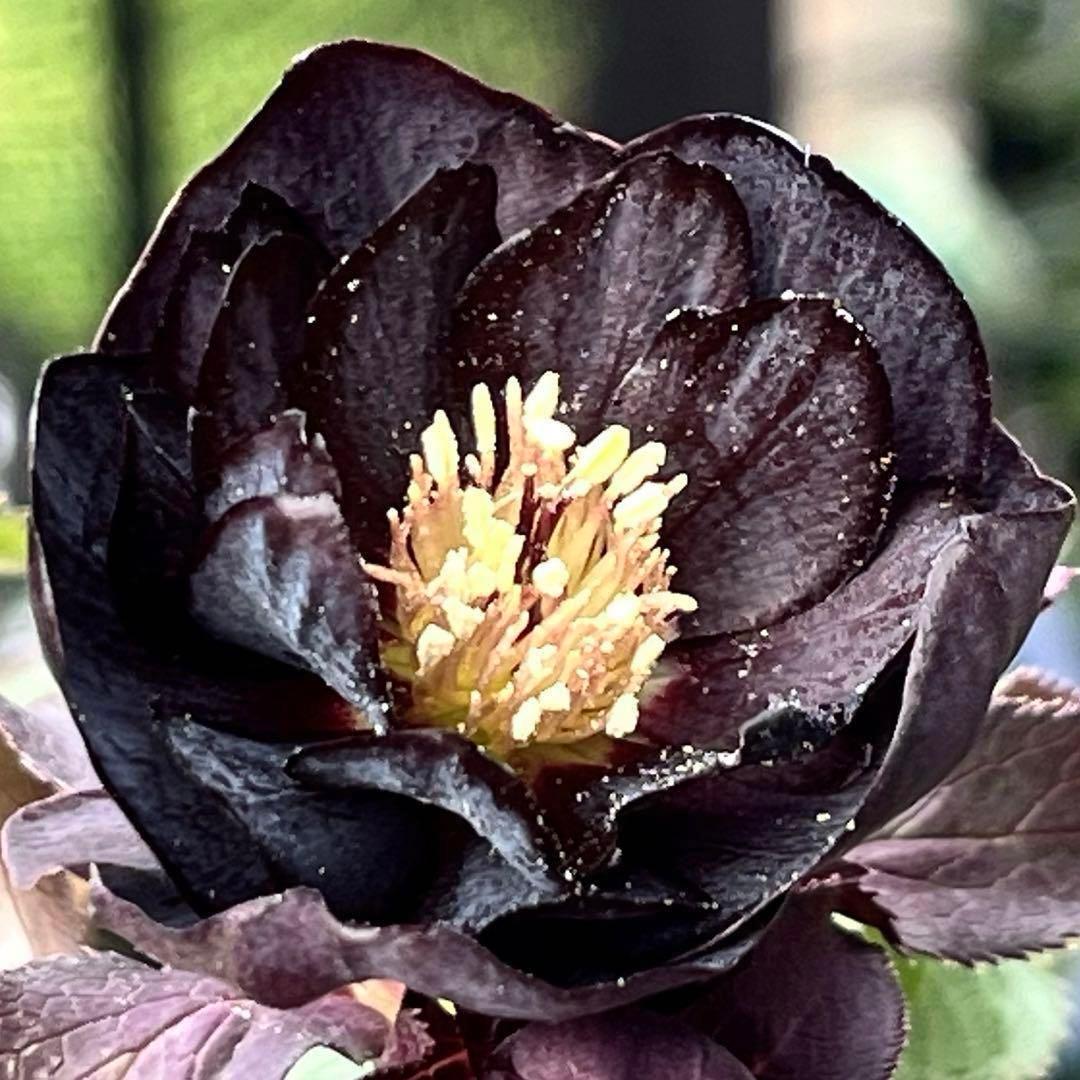 ラ*ク様 ❤️開花株❤️プチプチ新芽❤️1288 小輪【⭐️2024 NO1⭐️