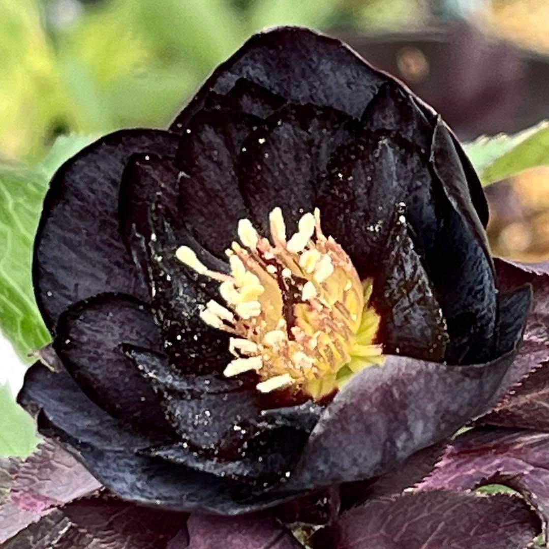 ラ*ク様 ❤️開花株❤️プチプチ新芽❤️1288 小輪【⭐️2024 NO1⭐️