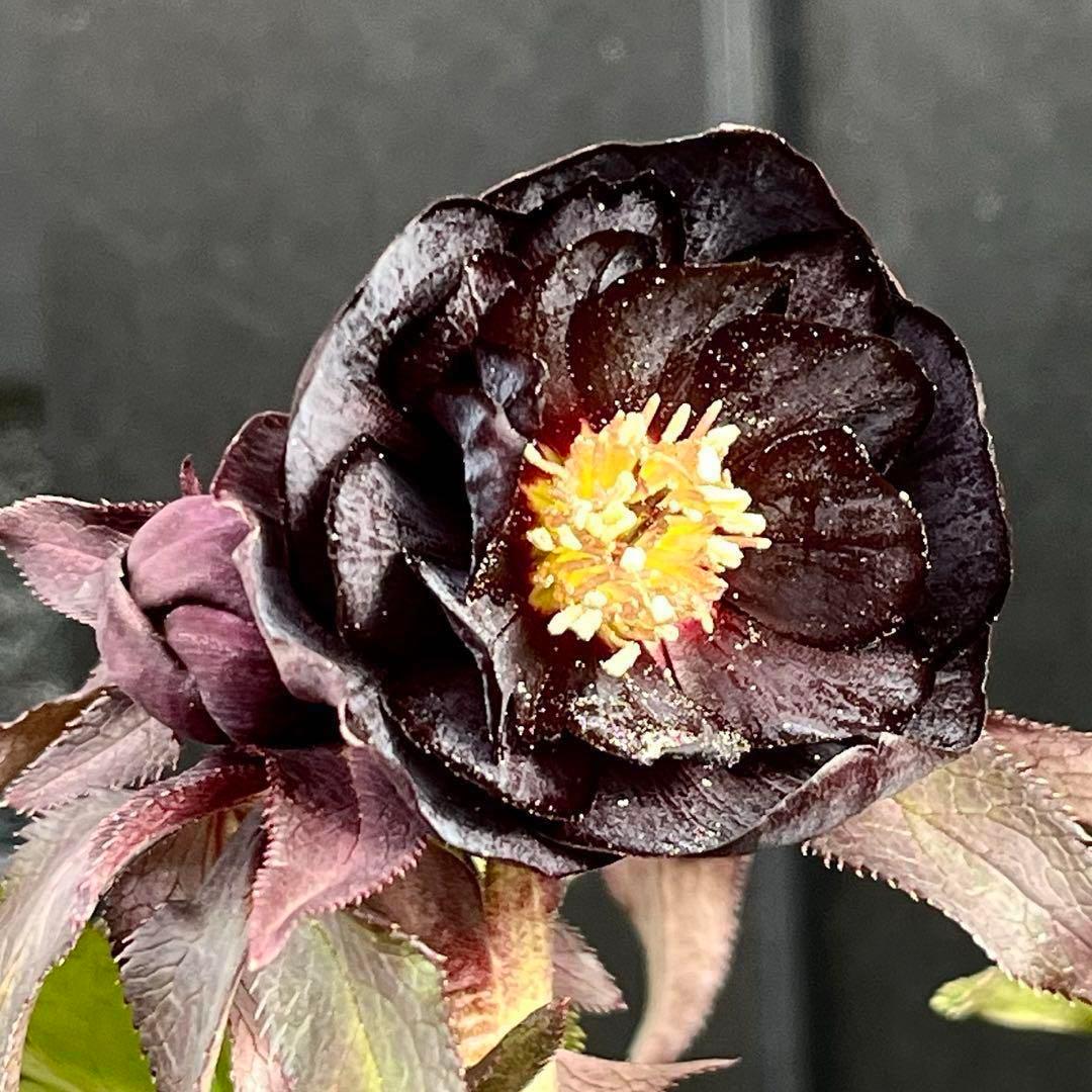 ラ*ク様 ❤️開花株❤️プチプチ新芽❤️1288 小輪【⭐️2024 NO1⭐️