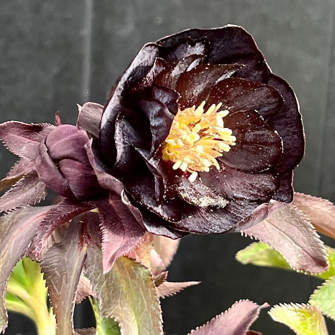 ラ*ク様 ❤️開花株❤️プチプチ新芽❤️1288 小輪【⭐️2024 NO1⭐️