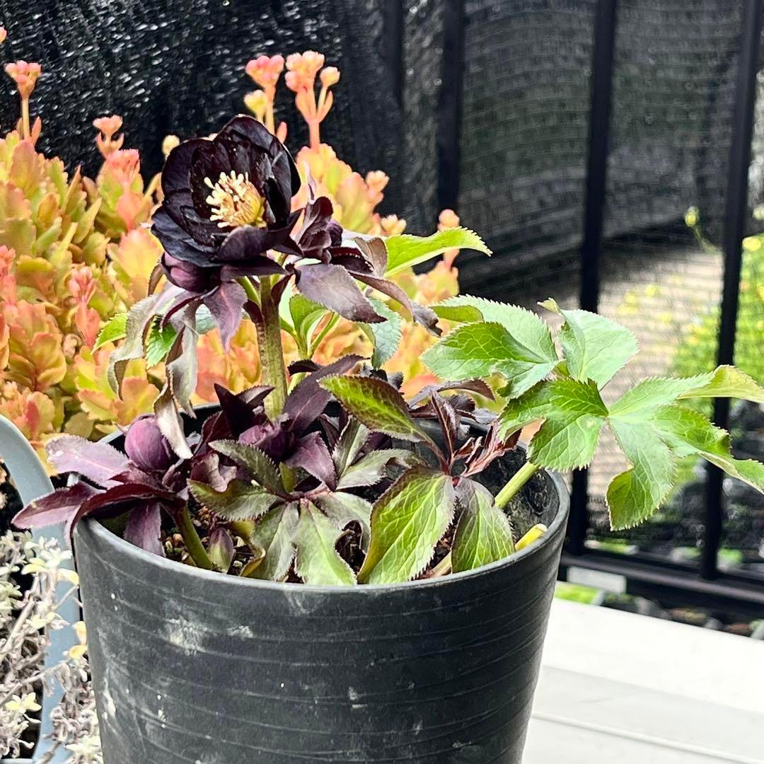 ラ*ク様 ❤️開花株❤️プチプチ新芽❤️1288 小輪【⭐️2024 NO1⭐️