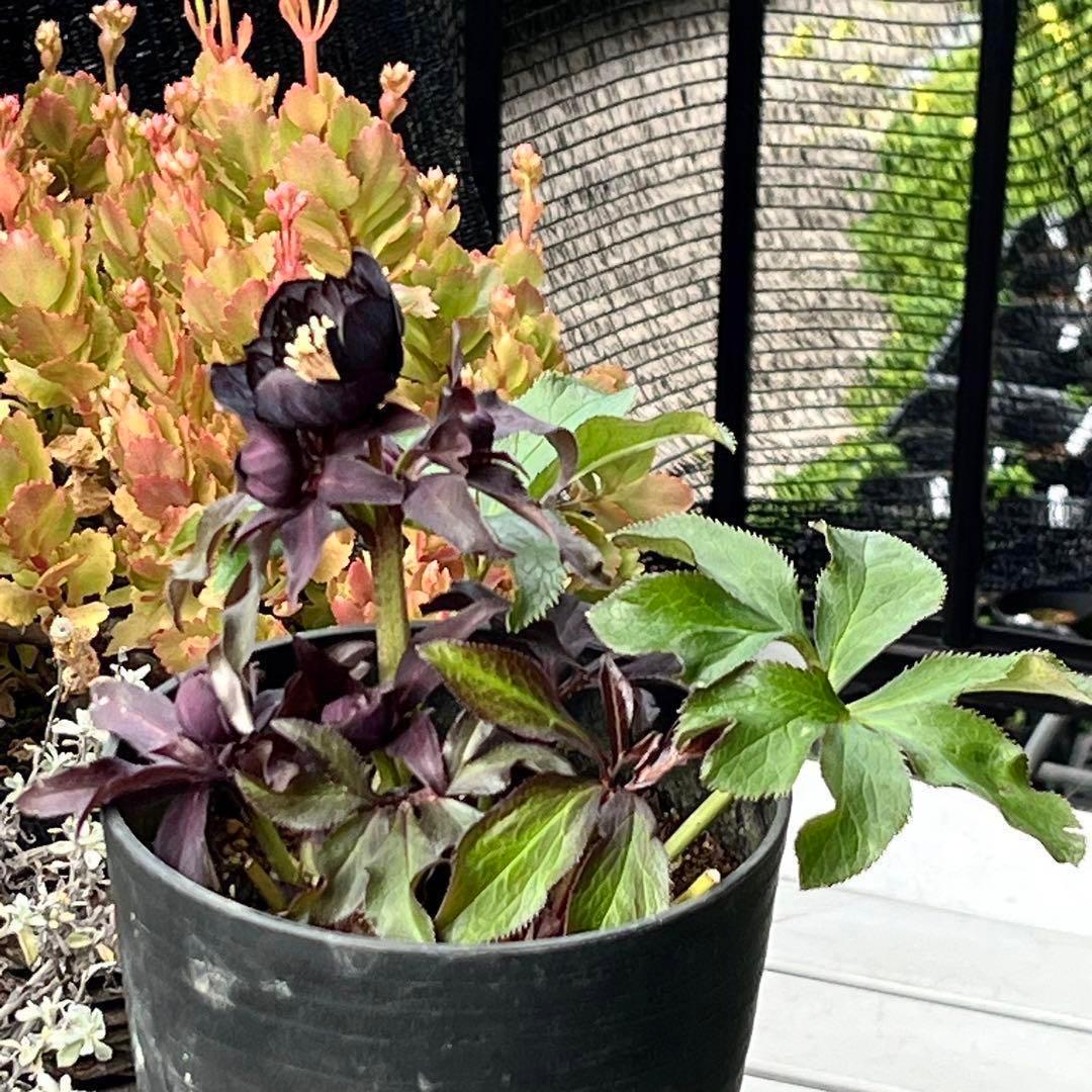 ラ*ク様 ❤️開花株❤️プチプチ新芽❤️1288 小輪【⭐️2024 NO1⭐️