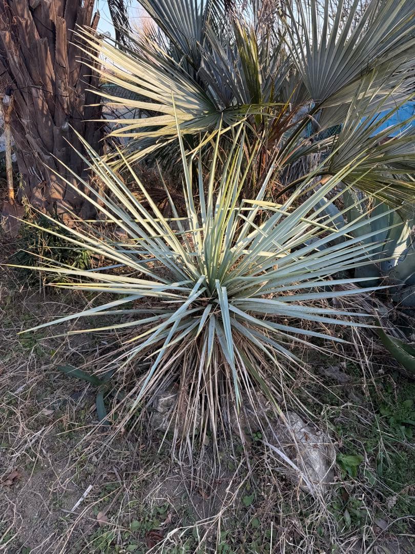 ユッカ　リギダ　ロストラータ