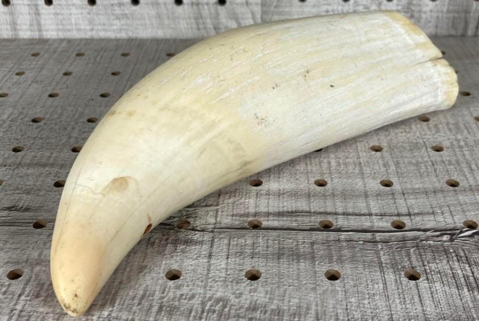 鯨/鯨歯/クジラ/歯/牙/466g