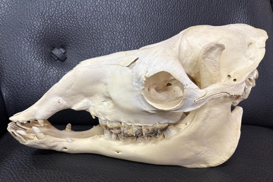 ★ 貴重！高品質！ フタコブラクダの頭骨