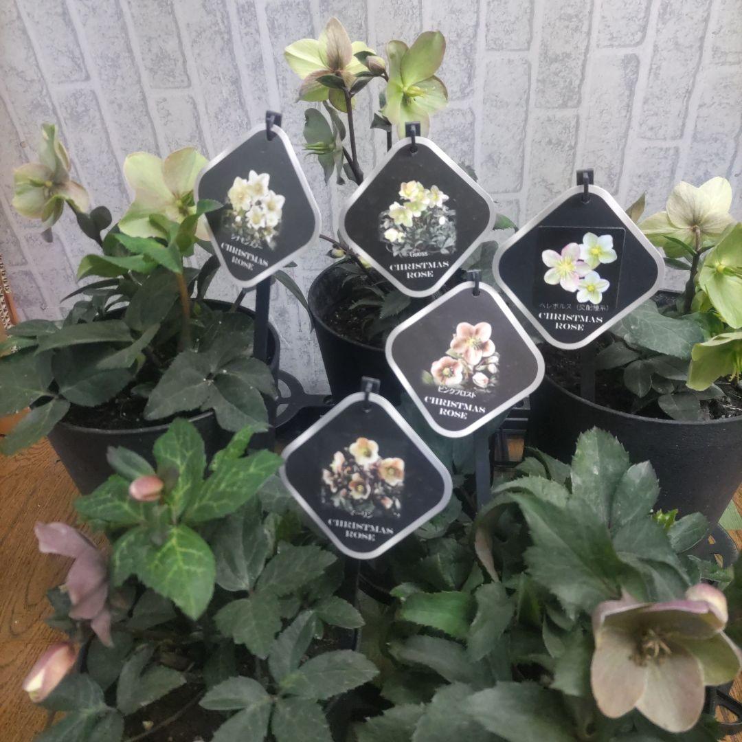 花付きクリスマスローズ⭐️5品種⭐️5種類セット