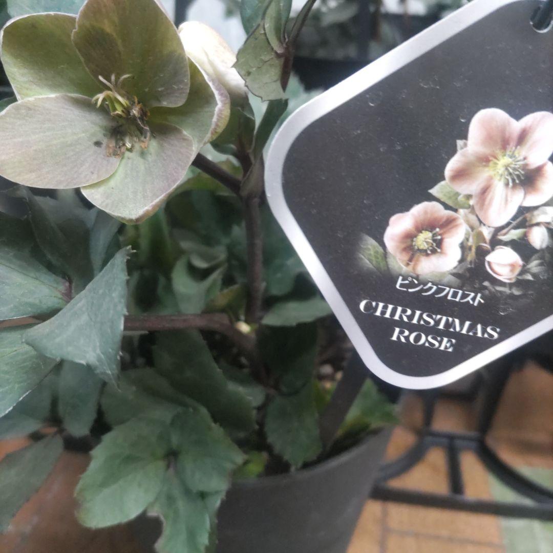 花付きクリスマスローズ⭐️5品種⭐️5種類セット