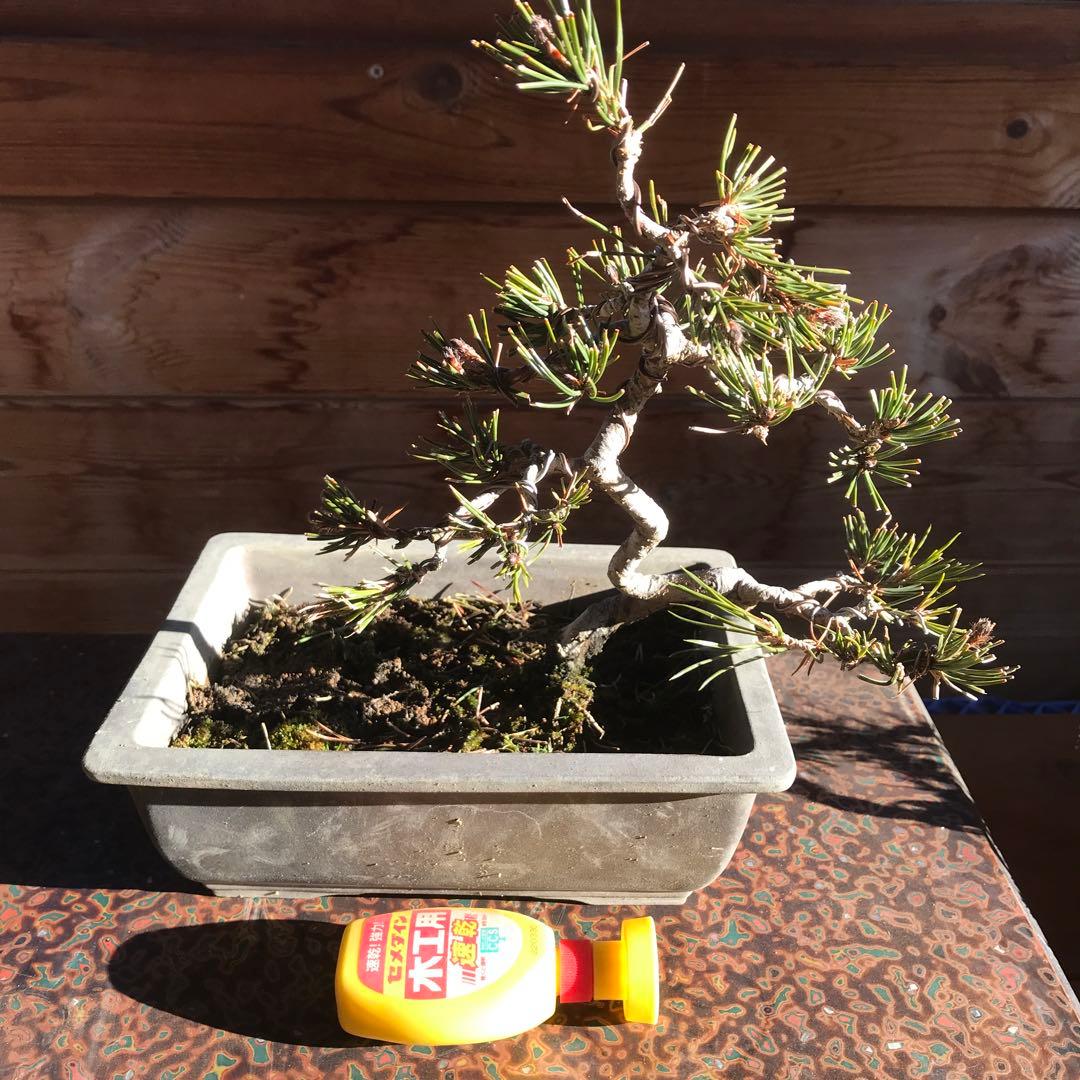 赤松盆栽