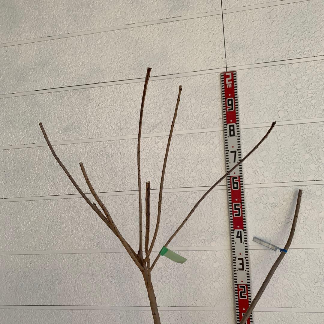 スモークツリー　マロンシュシュ　雌株　煙の木　苗木　花木　56