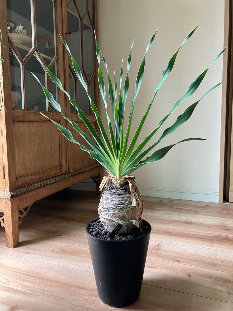 【コレクション】\