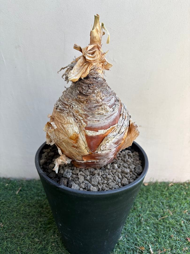 【コレクション】\"Boophone Disticha\"ブーファン ディスティチャ