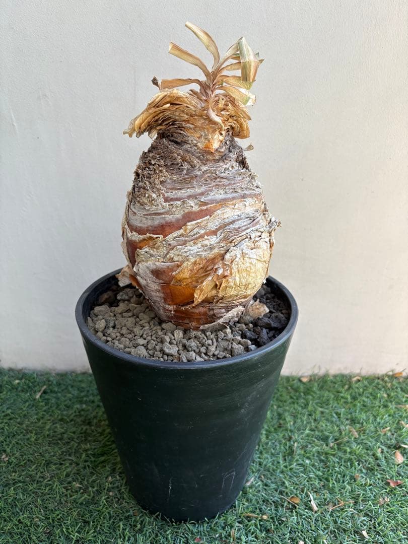 【コレクション】\"Boophone Disticha\"ブーファン ディスティチャ