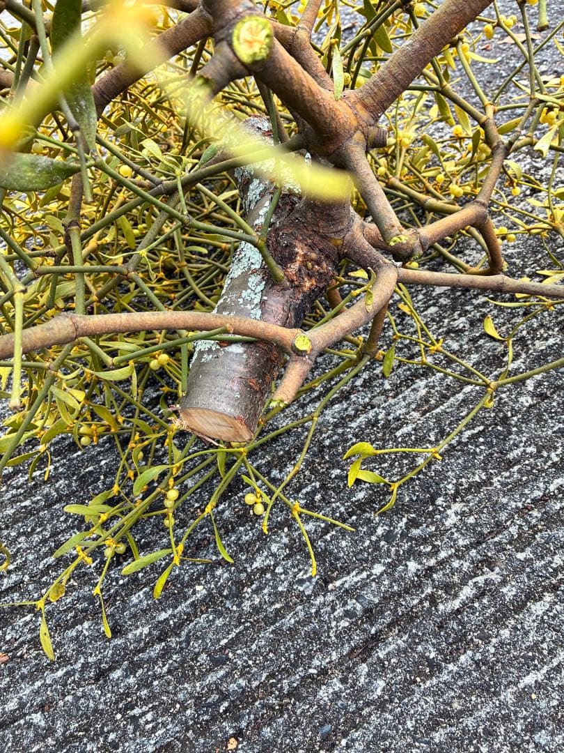 8ヤドリギ 寄生植物