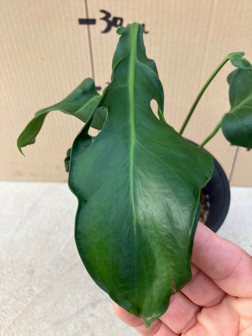 ゆ*う様 モンステラデリシオーサ実生株　突然変異個体、斑入り個体の2鉢セット