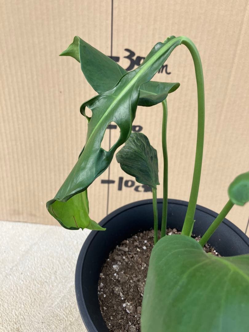 ゆ*う様 モンステラデリシオーサ実生株　突然変異個体、斑入り個体の2鉢セット