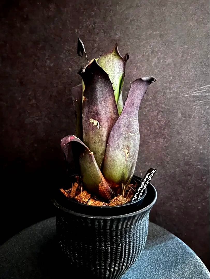 【特別選抜】Hohenbergia ホヘンベルギアレオポルドホルスティ No.7