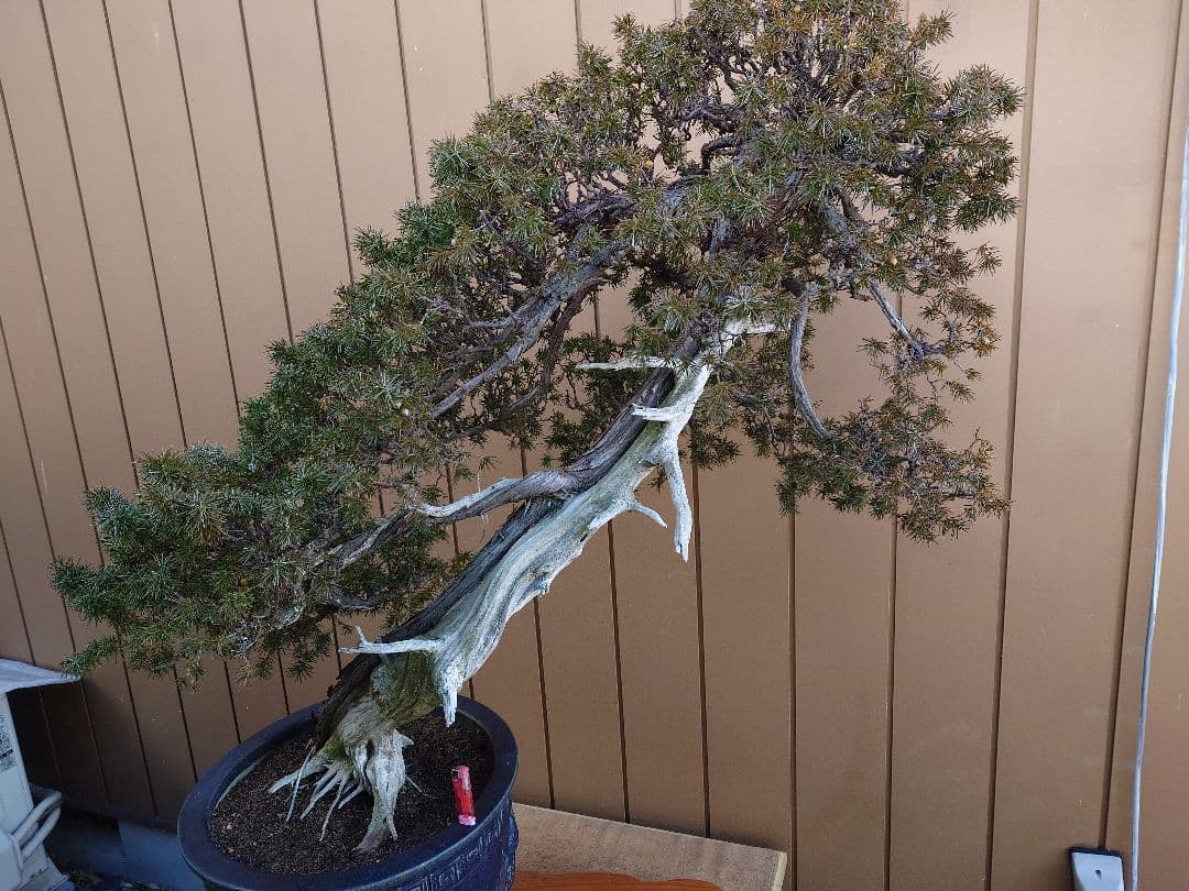 ※引取限定※　盆栽　山木　杜松