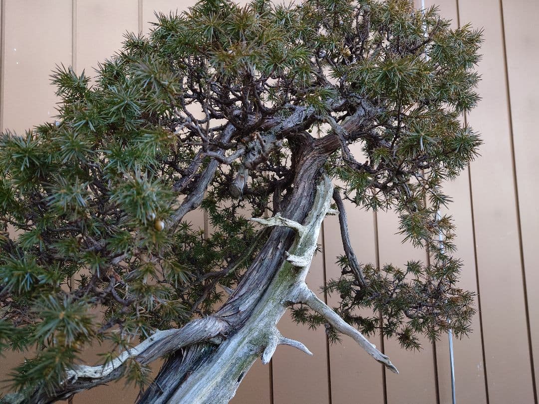 ※引取限定※　盆栽　山木　杜松
