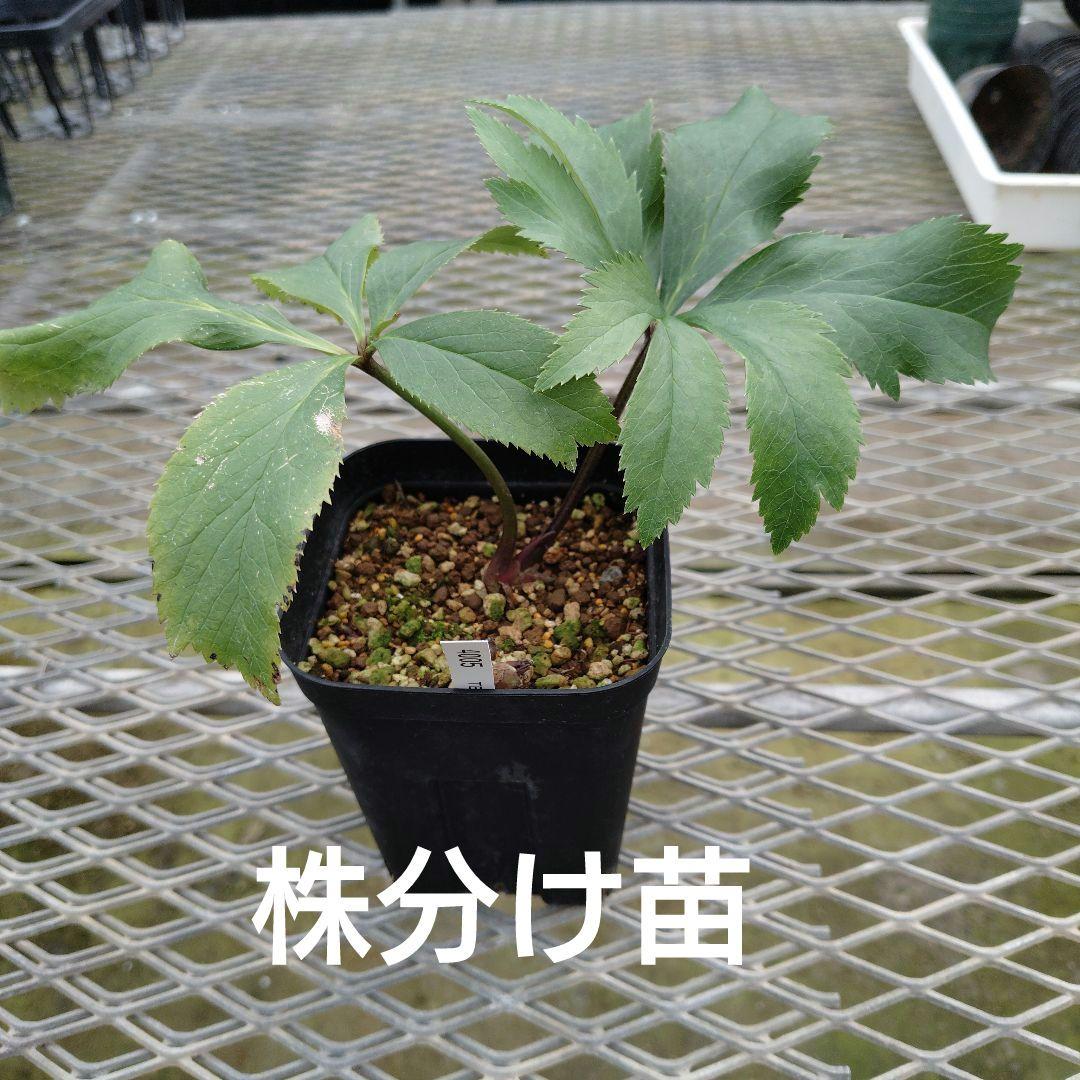 s*い様 クリスマスローズ　チベタヌス交配株分け苗