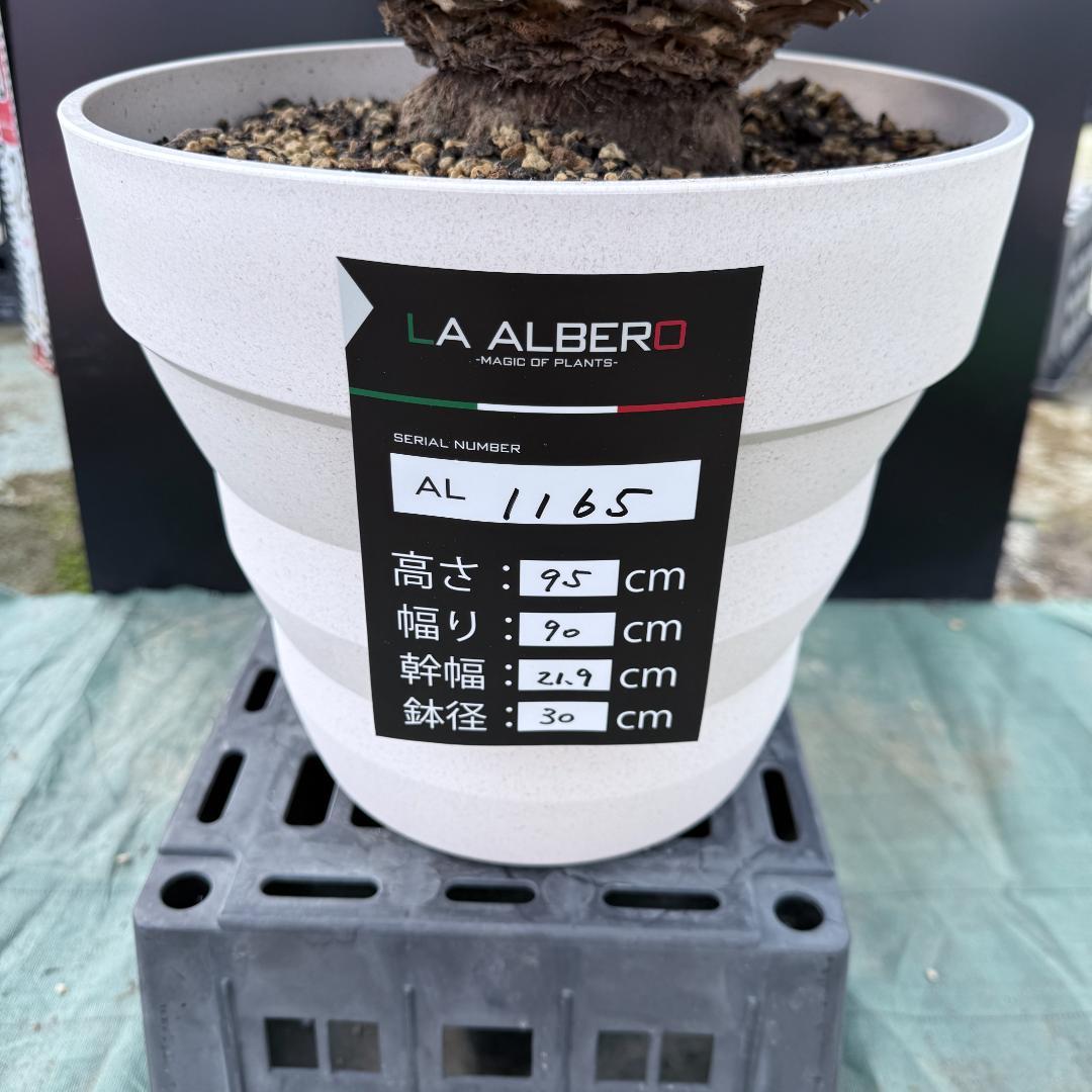 【AL1165】ユッカ　ロストラータ　ホワイト個体【ALBEROホワイト祭り】