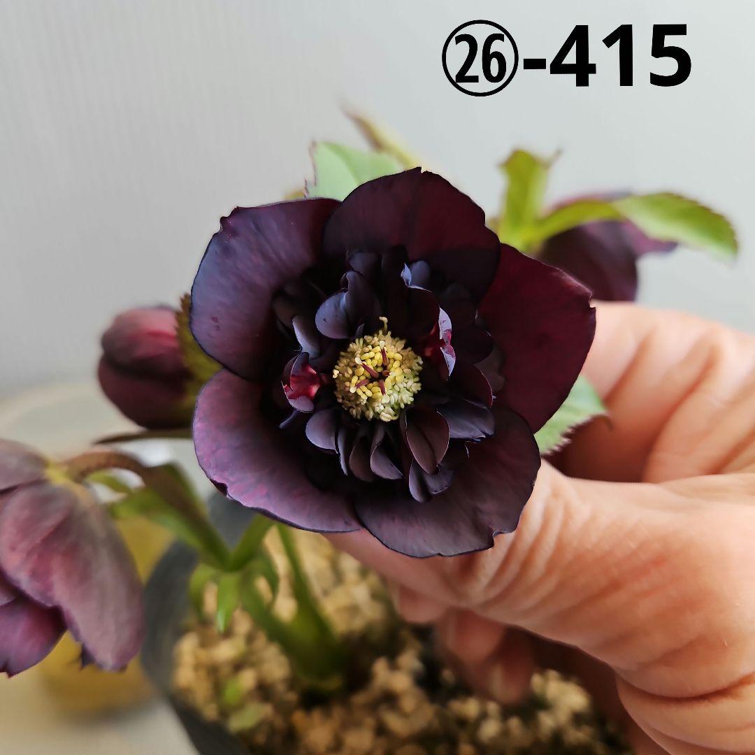 かぁむぅ様ご購入苗㉖-415クリスマスローズ