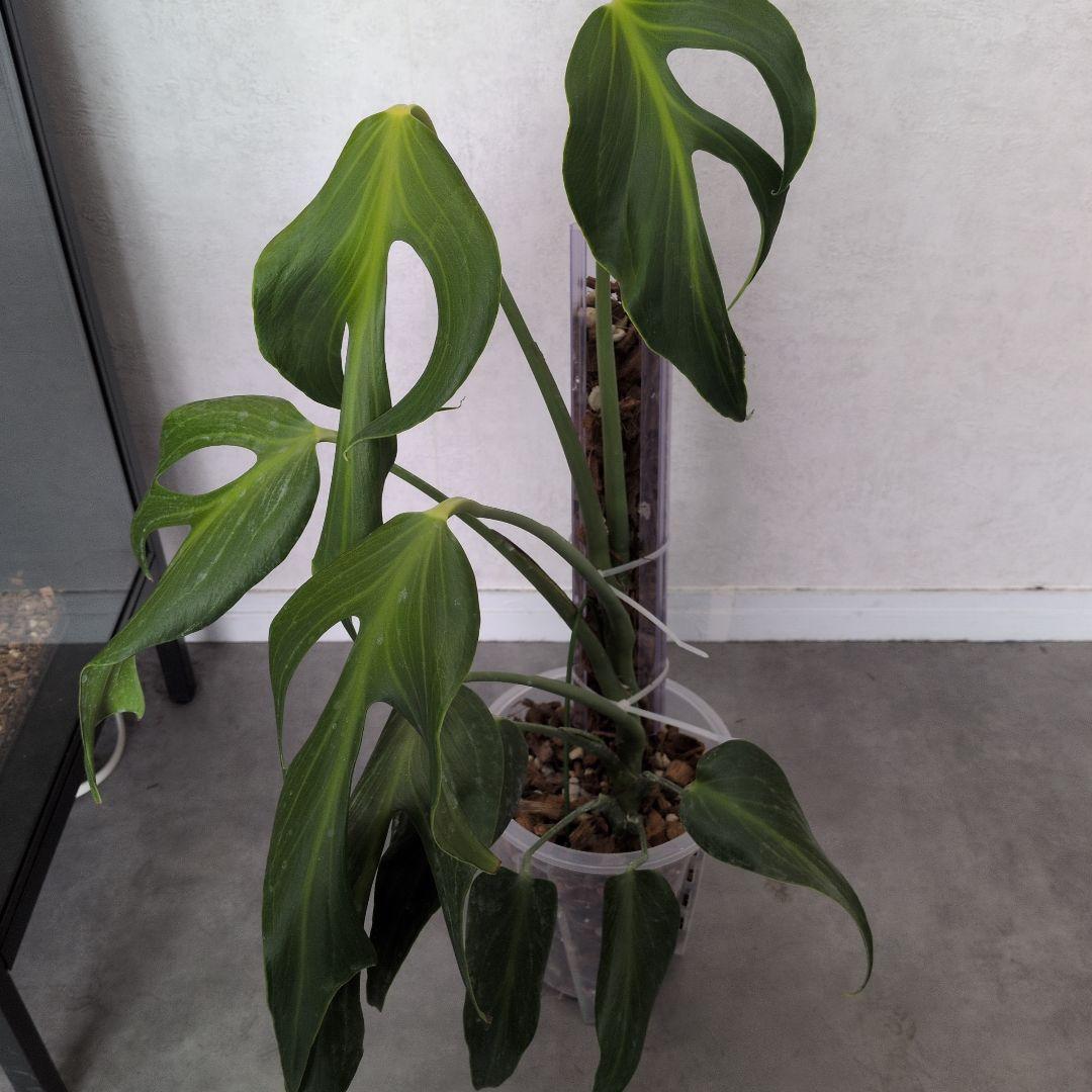 モンステラ デリシオーサ バールマルクスフレーム メルカリ便